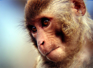 Около 10 лет назад ученые доказали, что обезьяны различают числа в пределах десятка умеют их сравнивать. Теперь удалось доказать, что макаки могут складывать числа в уме и достоверно выдают правильный результат. Фото с сайта www.treknature.com