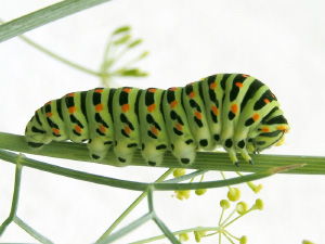 Гусеница Papilio machaon L. — пример предупреждающей окраски. Эти гусеницы живут на зонтичных растениях с узкими листьями. (Фото с сайта ru.wikipedia.org)