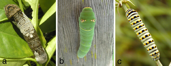 Три типа окраски гусениц Papilio: a) защитная окраска, напоминающая птичий помет (Papilio cresphontes); b) зеленая защитная окраска (P.rutulus); c) предупреждающая окраска (P.polyxenes). Фото из обсуждаемой статьи в PNAS
