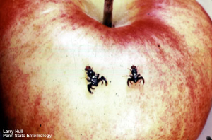 Многие поколения яблонной мухи-пестрокрылки Rhagolethis pomonella (на фото) живут и размножаются на одном и том же дереве. Такой изолированный жизненный цикл способствует быстрому видообразованию. (Фото © Larry Hull с сайта www.ento.psu.edu)