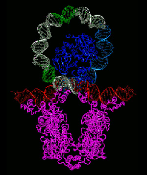 Транскрипционный фактор — димер из двух белковых молекул (внизу), присоединившийся к своему сайту на молекуле ДНК. Транскрипционные факторы, как и транспозазы, часто работают в виде димеров — комплексов из двух одинаковых белковых молекул. Глядя на эту картинку, читатель может понять, почему сайты связывания ТФ, подобно концевым повторам транспозонов, часто содержат палиндромные мотивы. (Изображение с сайта www.uphs.upenn.edu)