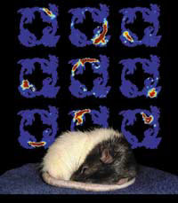 Теперь уже можно считать доказанным, что во сне крысы, как и люди, заново переживают дневные события. На заднем плане — изображения спящего крысиного мозга, полученные при помощи магнитно-резонансной томографии. Фото с сайта www.odysseymagazine.com