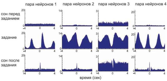 Четыре примера «кросс-корреляционного сравнения» работы пар нейронов во время выполнения задания и во сне. Рис. из обсуждаемой статьи в Science