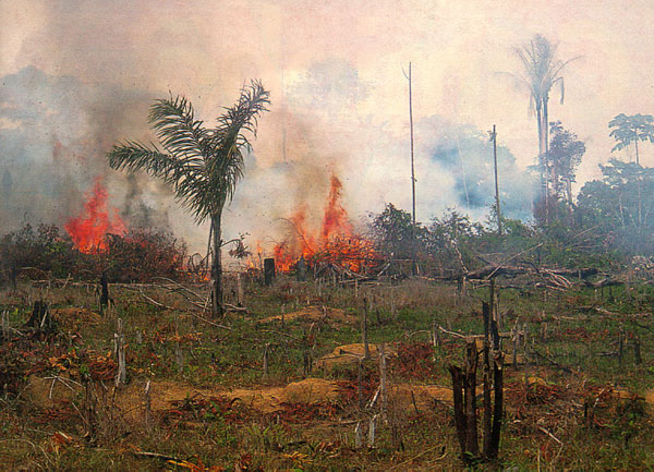На сегодняшний день главную угрозу существованию амазонских лесов представляет прямое их уничтожение человеком. Люди вырубают и выжигают тропический лес, чтобы расширить свои сельскохозяйственные угодья (на снимке). В дальнейшем, однако, гибель амазонских лесов может резко ускориться из-за глобальных климатических изменений. (Фото с сайта earthobservatory.nasa.gov)