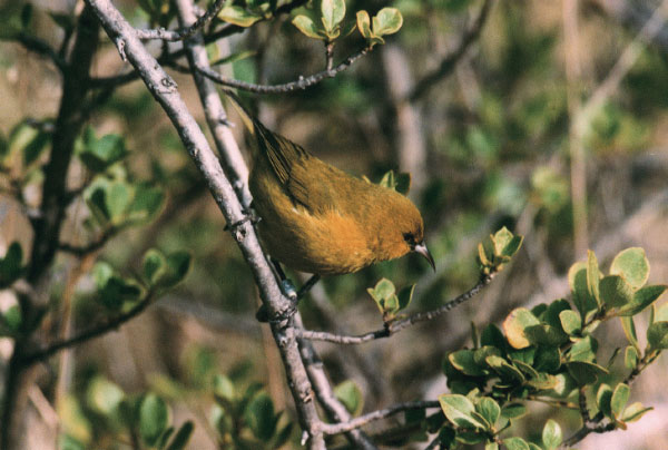 Амакихи (Hemignathus virens) — туземная птица из семейства гавайских цветочниц (Depanididae). Питается преимущественно нектаром и беспозвоночными, плоды поедает крайне редко, поэтому не может играть заметной роли в расселении семян. Фотография с сайта chandra.as.utexas.edu