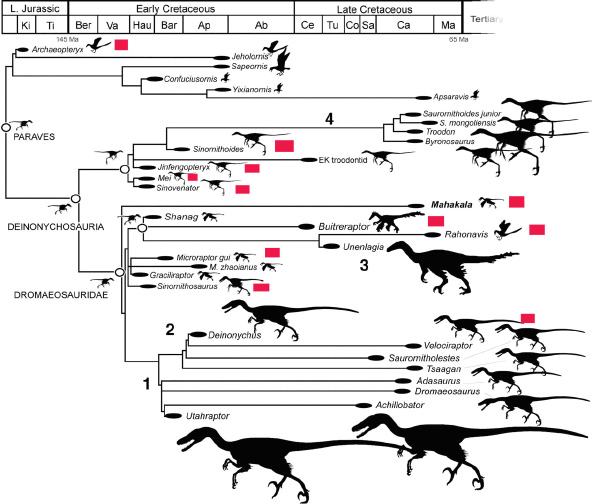 На схеме показаны основные ветви эволюции динозавров, приведшие к птицам. Красные прямоугольники отмечают найденные (а не предполагаемые!) признаки перьев у этих рептилий. А цифры показывают 4 события гигантизма. Видно, что рептилии, находящиеся в основании древа, мелкие. Рис. из обсуждаемой статьи в Science «Basal Dromaeosaurid and Size Evolution Preceding Avian Flight»