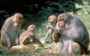 По мнению большинства антропологов, главным стимулом для развития умственных способностей у приматов являются сложные общественные отношения. На снимке: макаки резусы (фото с сайта pin.primate.wisc.edu)