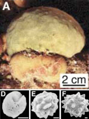 Примитивная губка астросклера (А — общий вид, D–F — рост «сферулитов», из которых строится скелет губки; масштабная линейка 5 мкм). Фото из обсуждаемой статьи в Science