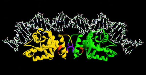 Белок сайт-специфичная рекомбиназа (цветная, внизу) прикрепился к двойной спирали ДНК (белая, вверху). Изображение с сайта www.nature.com