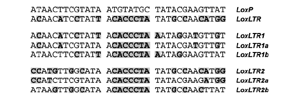 Последовательность LoxP, которую распознает исходный белок Cre, и наиболее похожий на нее участок в геноме ВИЧ (LoxLTR). Ниже показаны различные модификации последовательности LoxLTR, использованные в экспериментах по искусственной эволюции. Можно заметить, что последовательность LoxP, не считая центральных 8 нуклеотидов, представляет собой палиндром — левая часть комплементарна правой, прочтенной в обратном порядке. К таким последовательностям ДНК-связывающие белки (например, сайт-специфичные рекомбиназы) обычно прикрепляются по два, в виде димеров, как показано на рисунке. Последовательность LoxLTR не является палиндромом, что создало исследователям дополнительные трудности. Рис. из обсуждаемой статьи в Science