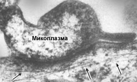 Микоплазма ползет по поверхности хозяйской клетки (изображение с сайта www.primer.ru)