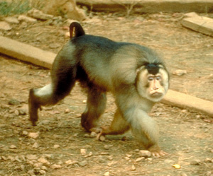 Макак лапундер (Macaca nemestrina) — модельный объект для нейробиологических исследований (фото с сайта pin.primate.wisc.edu)