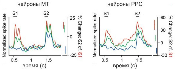Обобщенная картина активности нейронов «верхнего» (PPC) и «нижнего» (MT) уровней во время эксперимента. S2 во всех случаях — в пределах рецептивного поля и в «предпочтительной» ориентации. Синяя линия — S1 вне рецептивного поля (внимание отвлечено), красная — S1 в рецептивном поле в предпочтительной ориентации (максимальное внимание), зеленая — S1 в рецептивном поле, но в иной ориентации. Эффект концентрации внимания виден в том, что на левом графике правые пики на красной и зеленой кривой выше левых. Эффект снижения чувствительности нейронов при отвлеченном внимании виден в том, что на левом графике правый синий пик ниже левого красного. На правом графике на красной и зеленой кривой виден постепенный рост активности в интервале между стимулами S1 и S2 — это, по-видимому, нейроны PPC посылают сигналы нейронам MT, чтобы повысить их внимательность. Рис. из обсуждаемой статьи в Science