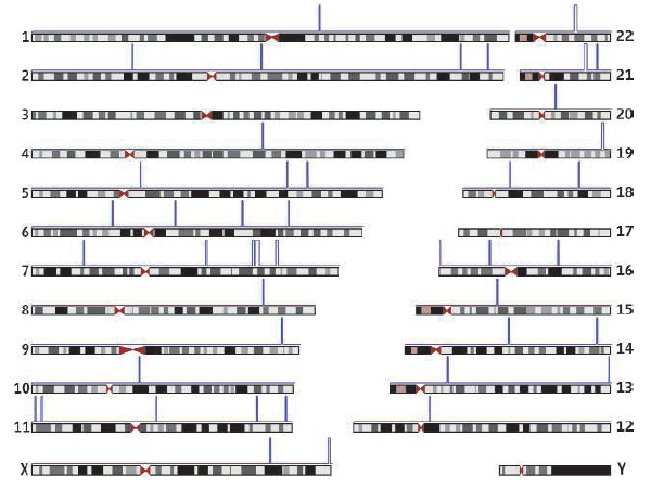 Схематическое изображение человеческого генома: половые хромосомы X и Y и 22 неполовые хромосомы (аутосомы). Синими черточками обозначены участки, проанализированные участниками проекта ENCODE