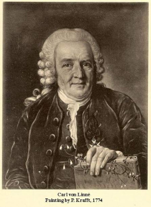 Карл Линней (1707–1778). Великого шведа часто изображают с цветочком линнеи северной, названной в его честь