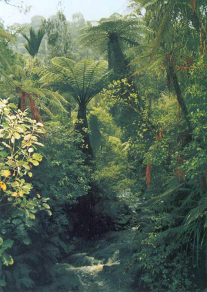 Биоразнообразие в биологии и энтропия в теории информации и термодинамике в сущности эквиваленты. Тропический лес со своим высочайшим видовым разнообразием имеет наибольшую энтропию: исследователь, гуляя по тропическим зарослям, не может предсказать, какое растение он встретит следующим. (Фото с сайта www.masmol.com)