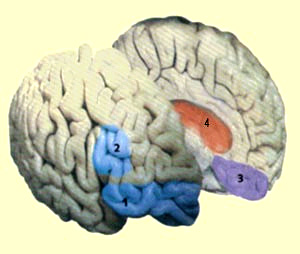 Некоторые отделы мозга, так или иначе связанные с эмоциями: 1 — орбитофронтальная кора, 2 — латеральная префронтальная кора, 3 — вентромедиальная префронтальная кора, 4 — лимбическая система. (Рис с сайта thebrain.mcgill.ca)