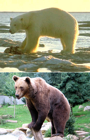 Один из примеров сравнительно недавнего видообразования в высоких широтах: дивергенция видов Ursus maritimus (вверху) и Ursus arctos — белого и бурого медведя — произошла не более 200 тыс. лет назад. Фото с сайта upload.wikimedia.org