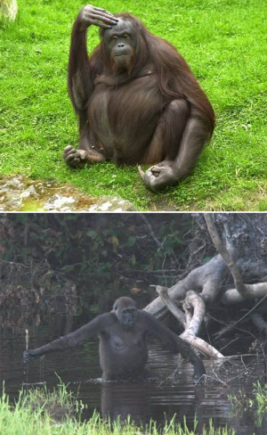 Орангутаны (вверху) и гориллы — наиболее близкие человеку обезьяны, но первые обитают в Индонезии, вторые — в Африке. Где же она, прародина человекообразных обезьян? Фото с сайтов www.printoffice.ru и www.newscientist.com
