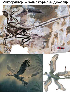 Палеонтологические находки последних лет показали, что отдельные птичьи черты (в том числе перья) в течение юрского и мелового периодов развивались у многих хищных двуногих динозавров — теропод, которые считаются предками птиц. Отдельные птичьи признаки появлялись многократно и независимо у разных динозавров, поэтому сегодня говорят об общей тенденции к орнитизации («оптичиванию») теропод. (Изображение с сайта macroevolution.narod.ru)