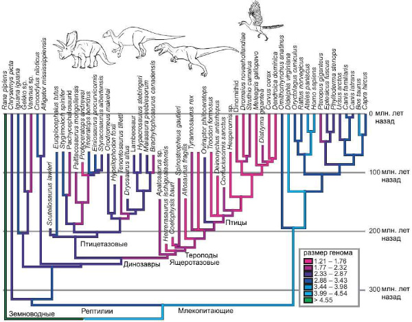 Эволюция размера генома у тетрапод. Рис. из обсуждаемой статьи в Nature