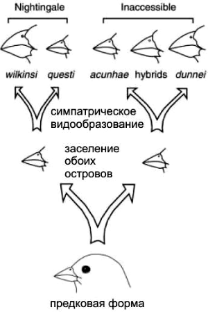 Схема эволюции вьюрков рода Nesospiza (рис. из обсуждаемой статьи в Science)