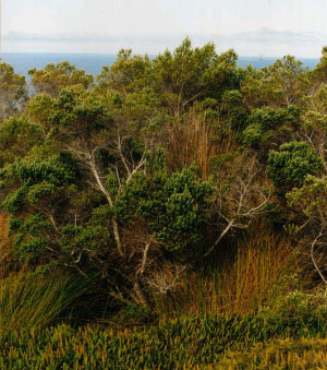 Дерево Phylica arborea, семена которого являются основной пищей большеклювых вьюрков на островах Неприступный и Найтингейл (фото с сайта commons.wikimedia.org)