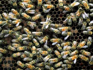 Генетические основы сложнейшего социального поведения общественных насекомых по-прежнему во многом загадочны, однако первые шаги к их расшифровке уже сделаны (фото с сайта cache.eb.com)