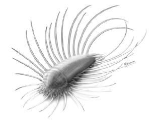 Orthrozanclus reburrus — морское животное, жившее 505 млн лет назад, — по-видимому, является близким родственником общего предка моллюсков и кольчатых червей (рис. из обсуждаемой статьи в Science