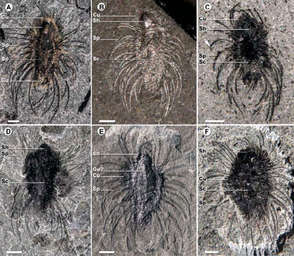 Отпечатки Orthrozanclus reburrus, найденные в Burgess Shale. Масштаб 1 мм (фото из обсуждаемой статьи в Science)