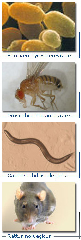 Основные объекты, на которых изучают старение: дрожжи Saccharomyces cerevisae, плодовая мушка Drosophila melanogaster, круглый червь Caenorhabditis elegans, крыса Rattus norvegicus (фото с сайта www.mimage.uni-frankfurt.de)