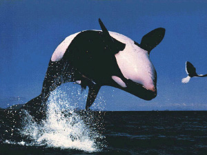 Косатка — самый распространенный вид китообразных (фото с сайта www.agriwww.it)