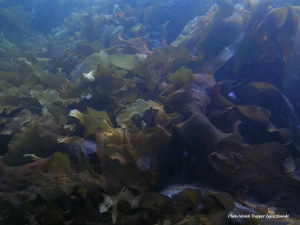 Заросли бурых водорослей — основа богатейших прибрежных экосистем северной Атлантики и Пацифики (фото © Marek Trapper Zajaczkowski с сайта www.iopan.gda.pl)