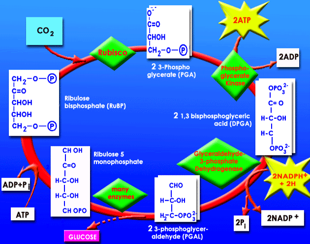 Рис. 1. Цикл Кальвина — один из важнейших биохимических процессов в живой природе, в ходе которого неорганический углерод вводится в состав органических молекул (рис. с сайта www.geosciences.unl.edu)