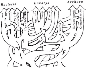 Схема эволюции жизни с учетом горизонтального переноса генов (один из возможных вариантов) похожа не на дерево, а на запутанную сеть (из статьи W. F. Doolittle «Phylogenetic Classification and the Universal Tree». Science, 1999. №5423. V. 284. P. 2124-2128)