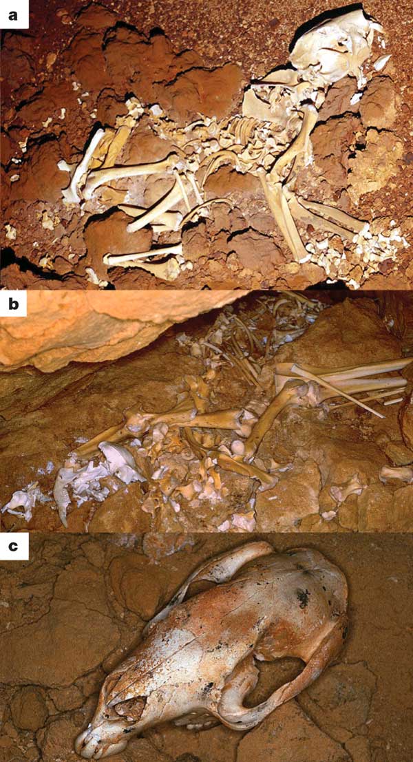 Кости вымерших зверей из «пещер сумчатого льва». a — Полный скелет сумчатого льва Thylacoleo carnifex, b, c — ископаемые кенгуру Baringa и Sthenurus. Фото из обсуждаемой статьи в Nature