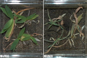 Растение Dichanthelium lanuginosum прекрасно растет на почве, нагретой до 65°C, но погибает (справа) в тех же условиях, если его лишить симбиотического гриба Curvularia protuberata (фото с сайта wfrc.usgs.gov)