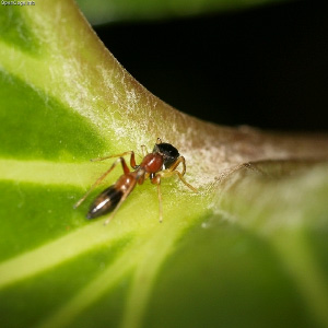 Это не муравей, а австралийский паук-скакун из рода Myrmarachne. Все пауки этого рода имитируют форму и окраску разных видов муравьев. Фото с сайта opencage.info