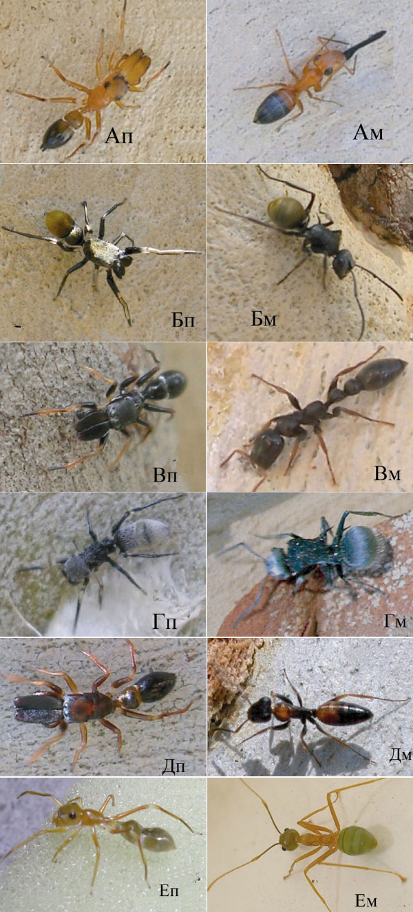 А, Б, В, Г, Д, Е — пары «имитатор паук (п) и его прообраз муравей (м)». Фото из цитируемой статьи в Journal of Evolutionary Biology