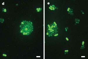 Морские бактерии Dokdonia, выросшие в темноте (слева) и на свету (справа). Масштаб: 1 мкм. Фото из обсуждаемой статьи в Nature