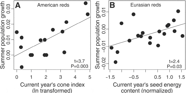 Скорость прироста популяции белок за лето положительно зависит от урожая шишек ели (A) или от суммарной энергетической ценности семян разных деревьев (B), произведенных в том же году. Слева — американские красные белки, справа — европейские белки. Рис. из обсуждаемой статьи в Science