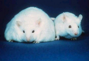 У толстых мышей в кишечнике преобладают бактерии из группы Firmicutes, а у худых — Bacteroidetes (фото с сайта www.search.com)