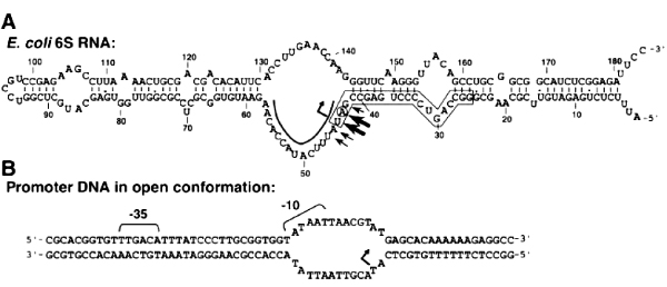 А — структура 6S-РНК кишечной палочки. B — промотор (участок ДНК, к которому прикрепляется РНК-полимераза). Рис. из цитируемой статьи в Science