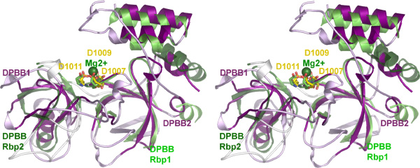 Эта объемная схема (чтобы увидеть ее, нужно скосить глаза, совместив оба изображения) показывает сходство структуры активного центра РНК-зависимой РНК-полимеразы (фиолетовые участки) и ДНК-зависимой РНК-полимеразы (зеленые участки). Рис. из статьи в PLoS Biology