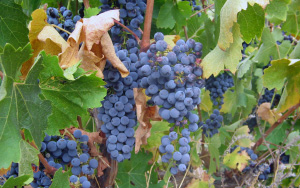 «Каберне Совиньон» —  один из популярных сортов винограда, используемый для приготовления  красного вина. Вещества, полезные для поддержания здоровья кровеносных  сосудов, содержатся в основном в семенах (косточках). Снимок сделан в  США. Фото с сайта chibitaryn.net