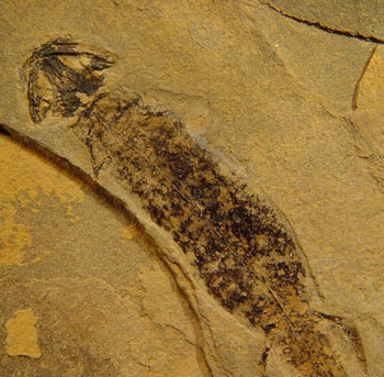 Ископаемая личинка амфибии (пермский период). Фото с сайта drervin.com