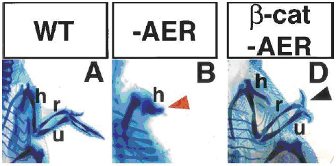 А — нормальное крыло куриного эмбриона. B — недоразвитое крыло, образовавшееся после ампутации верхушечного эпителия (AER — apical ectodermal ridge) зачатка крыла. D — крыло после такой же ампутации у цыпленка, у которого был искусственно активирован ген бета-катенина, развилось гораздо лучше. Фото из статьи в Genes & Development