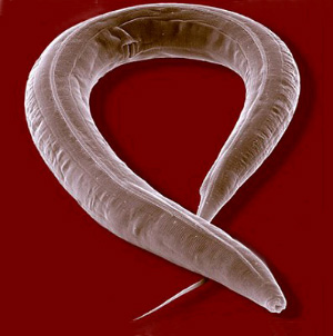 Червь Caenorhabditis  elegans — любимец генетиков и эмбриологов (фото с сайта  www.space.gc.ca)