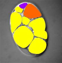 Зародыш C.elegans на  стадии 8 клеток. Из фиолетовой клетки разовьется половая система, из  оранжевой — кишечник, из желтых — всё остальное. Потомки бластомера P2 —  две маленькие клетки, фиолетовая и желтая, вверху слева. Фото с сайта  www.wormclassroom.org
