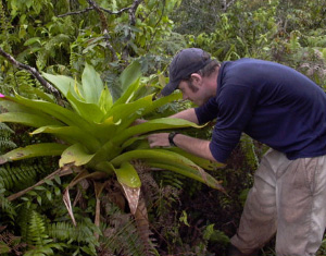 Рабочий момент. Исследователь берет пробу из скопления воды в пазухах бромелии. Фото с сайта www.zoology.ubc.ca